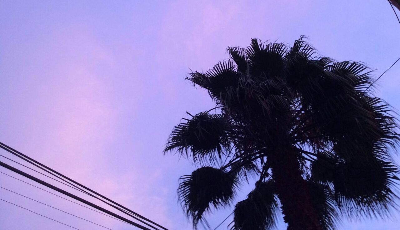 Palmera Urbana