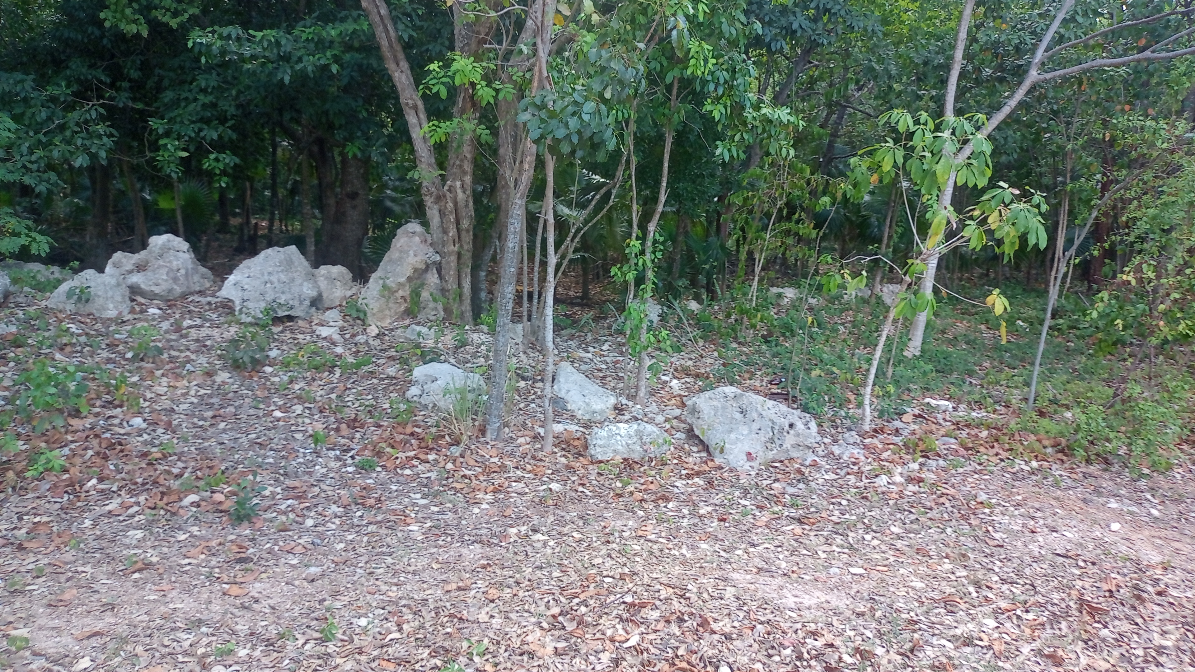 Trees and Rocks