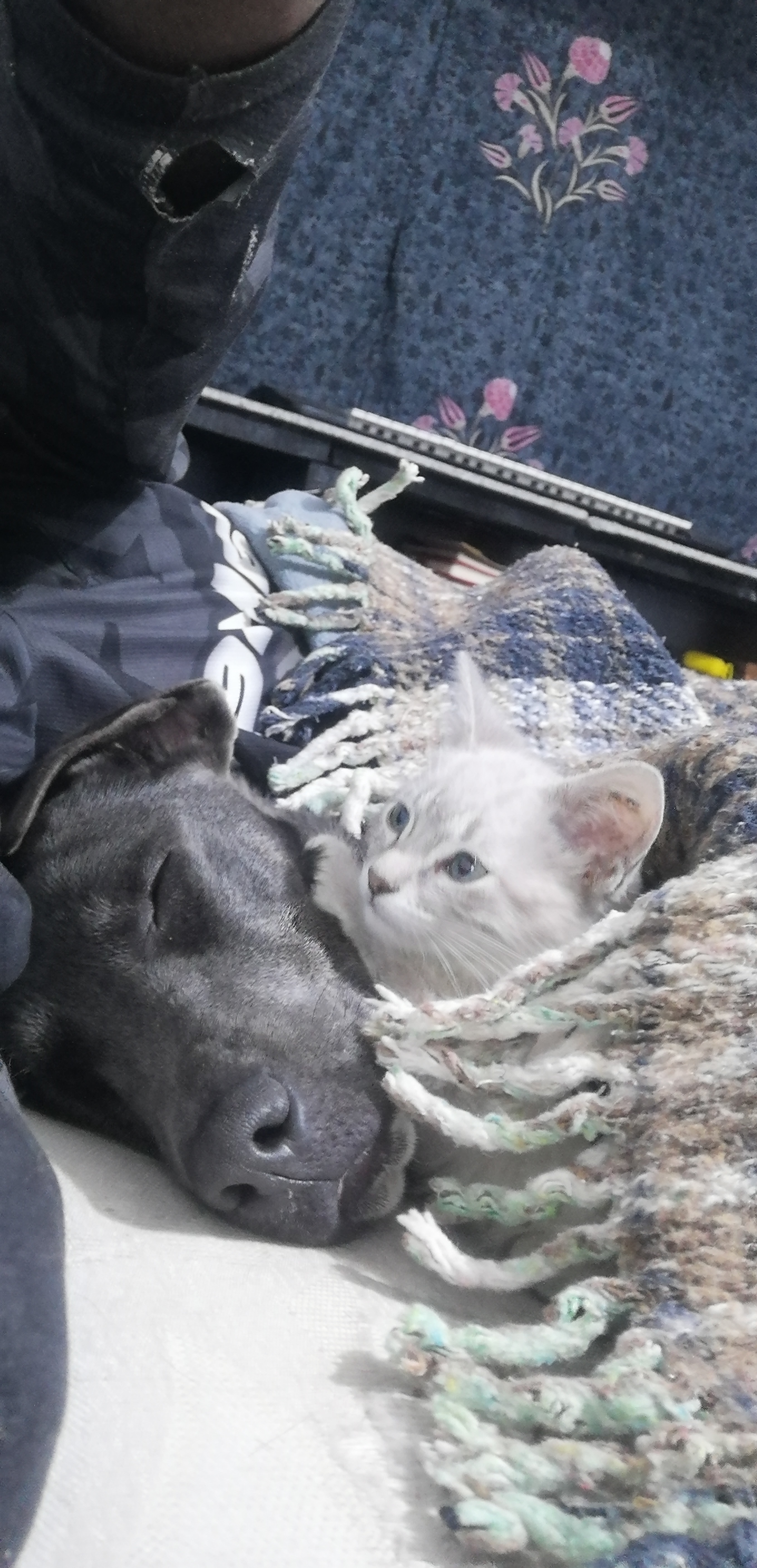 Dog and cat