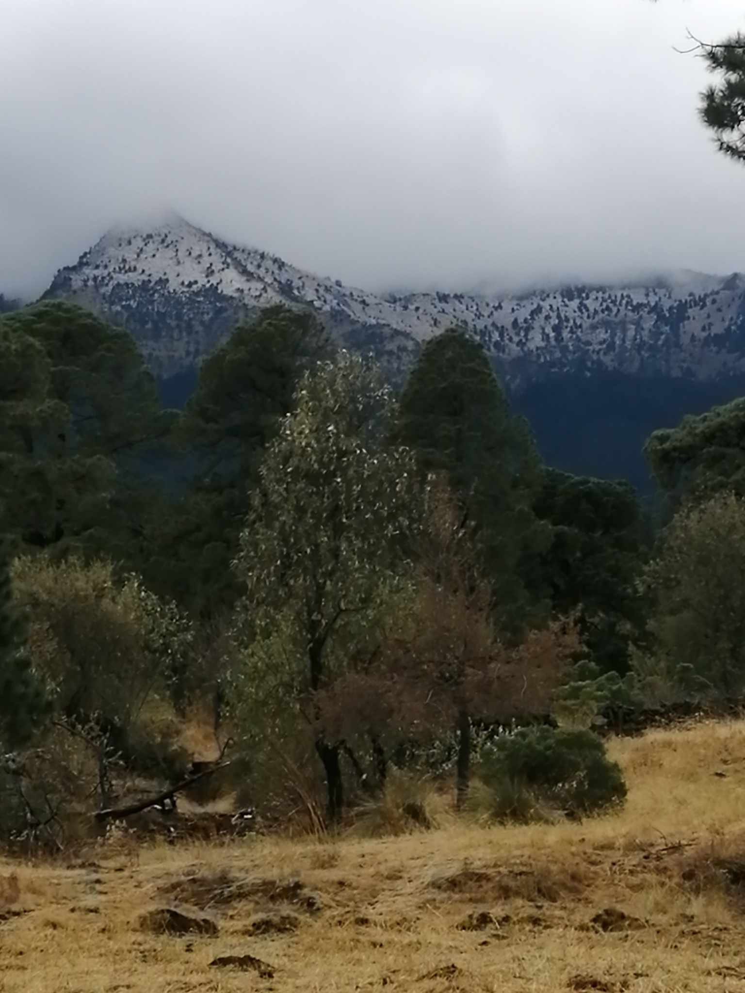 Pico del Aguila