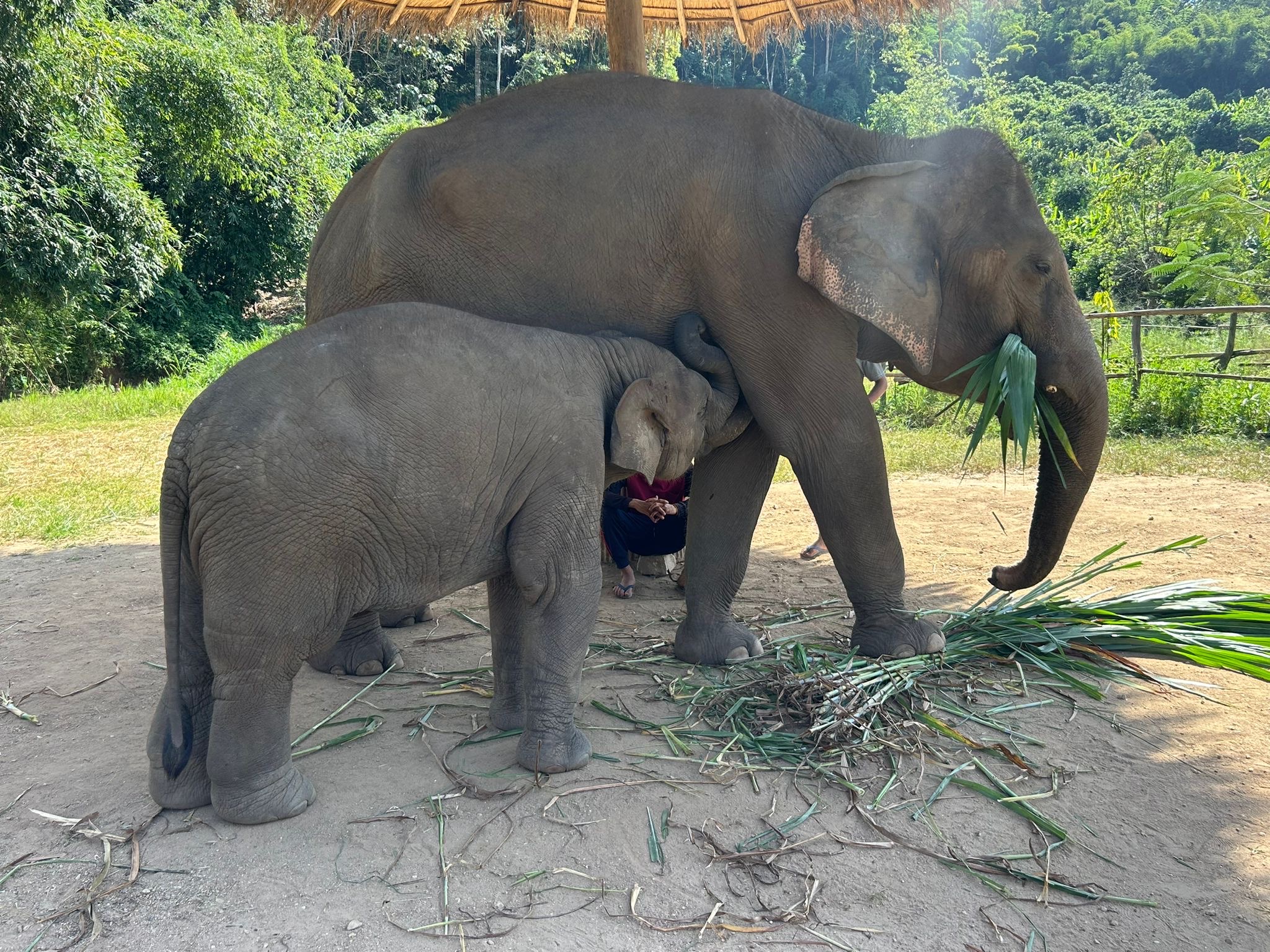 Elephant Love