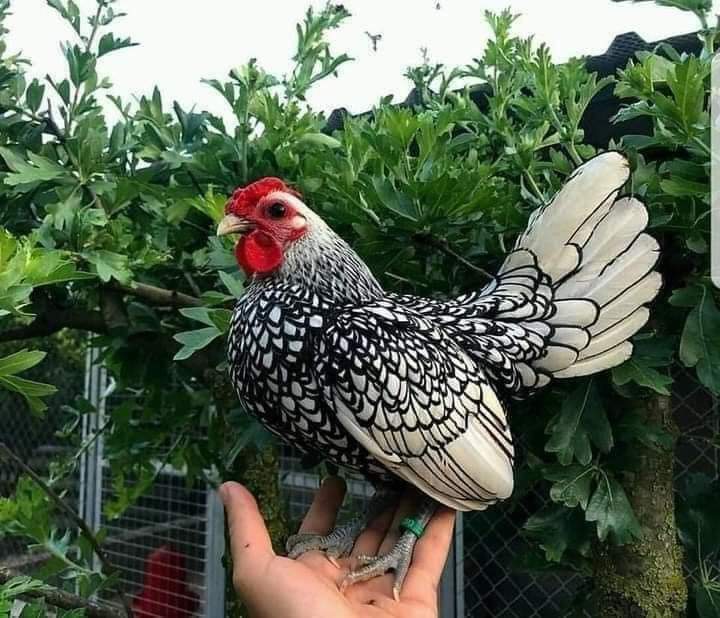 Mi gallo