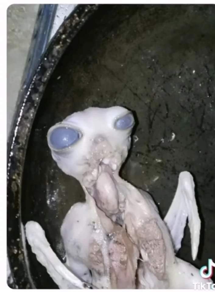 Grillo cara de alien