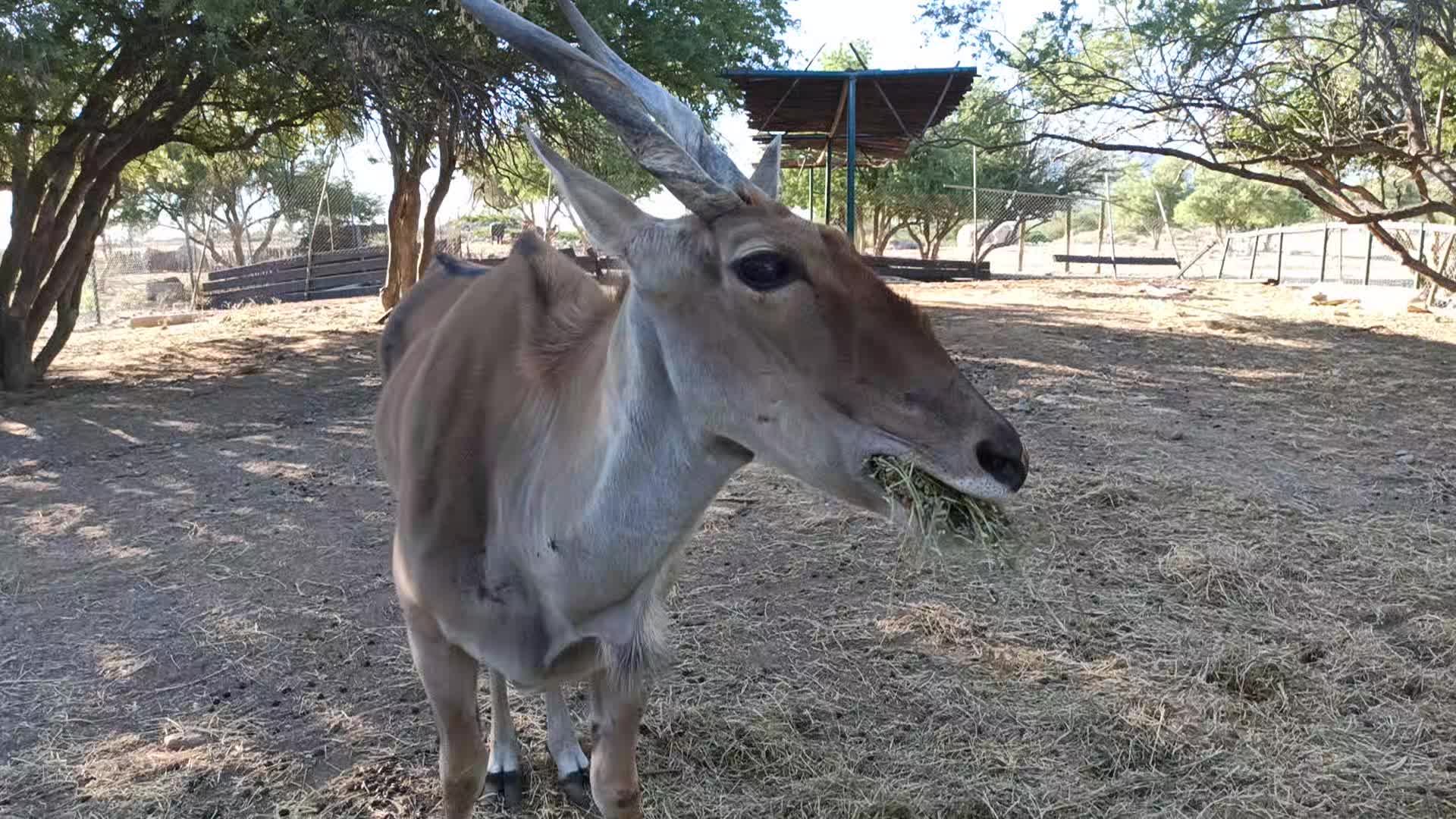 Antílope Eland