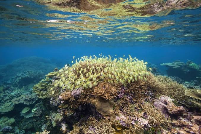 coral reef