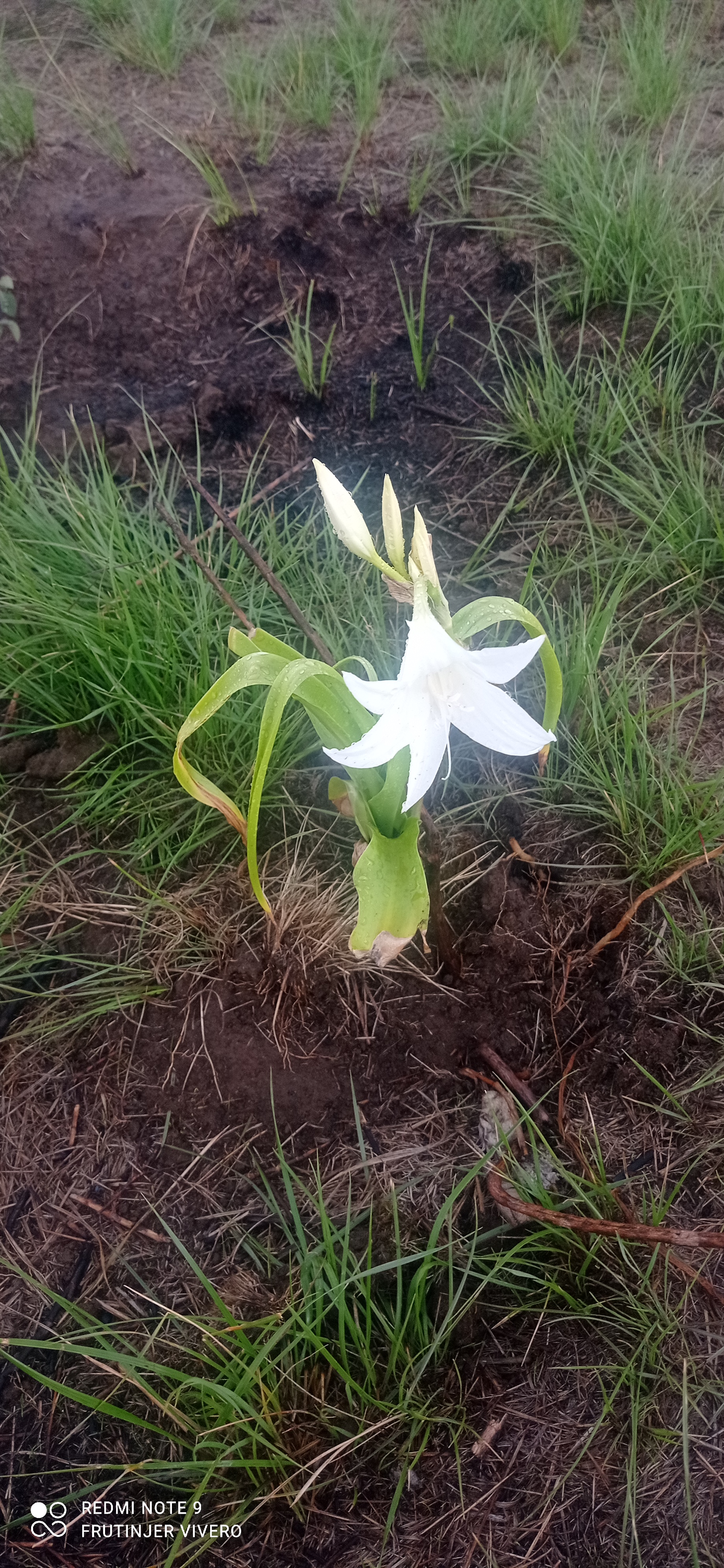 Planta