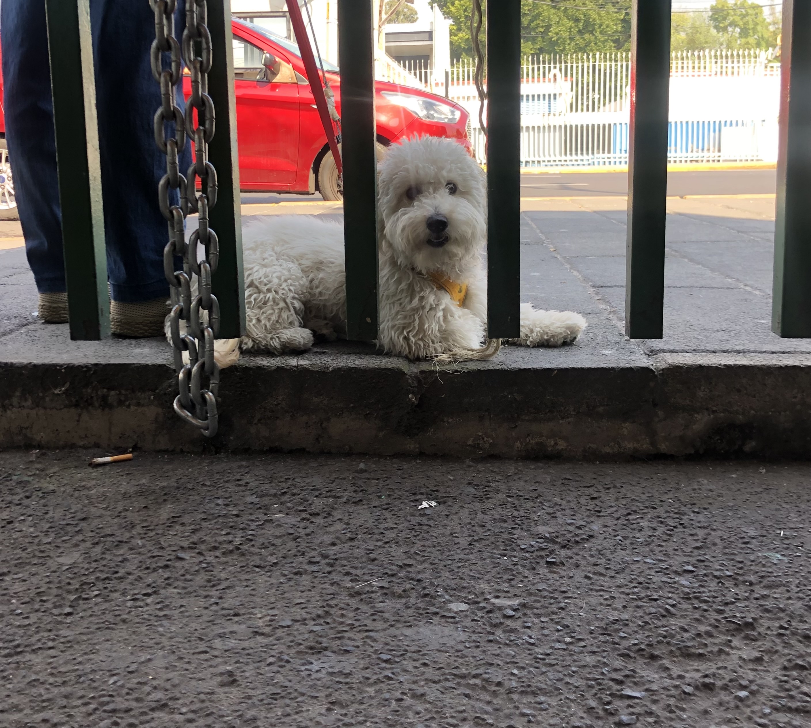 Perritos por la ciudad III