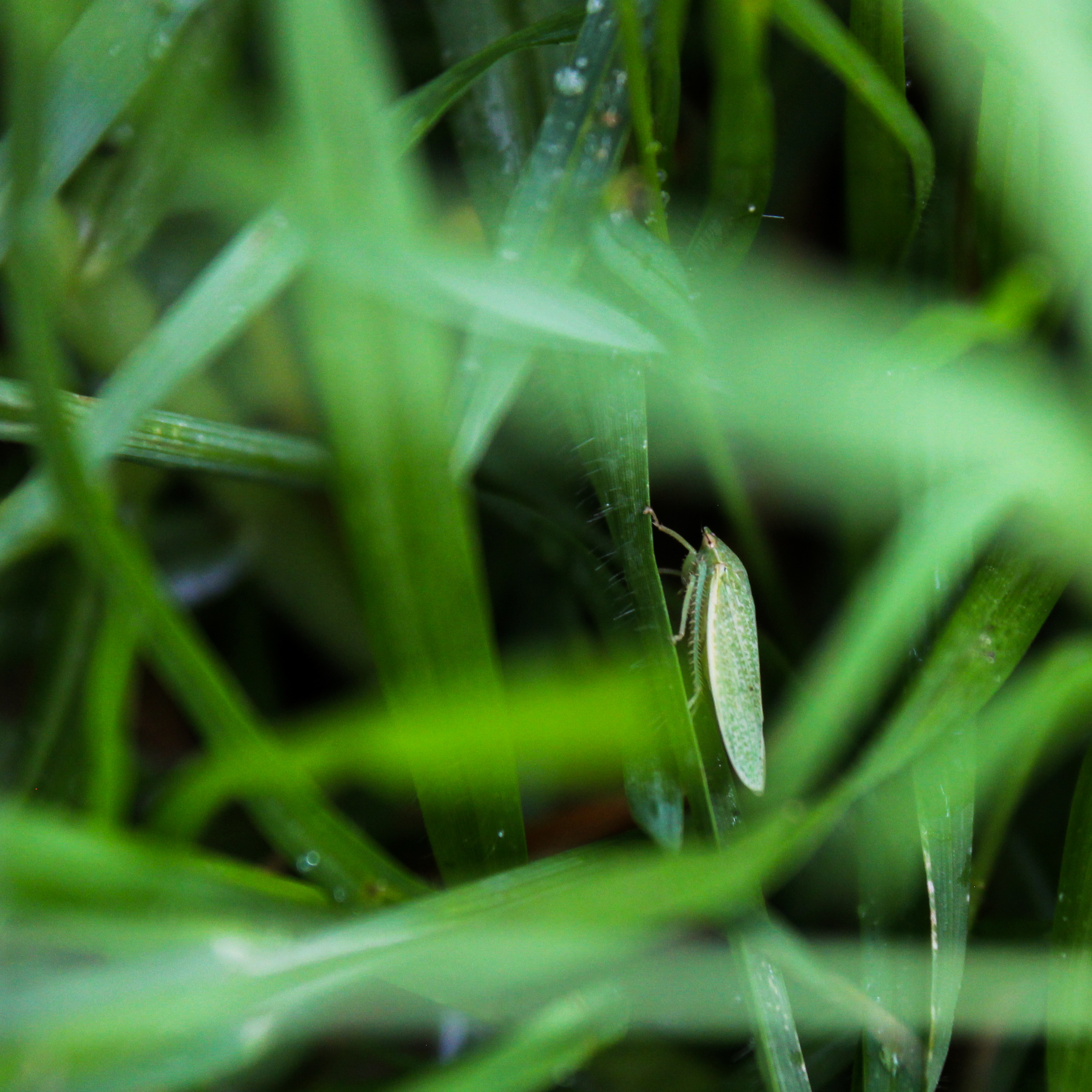 Camuflado entre la hierba