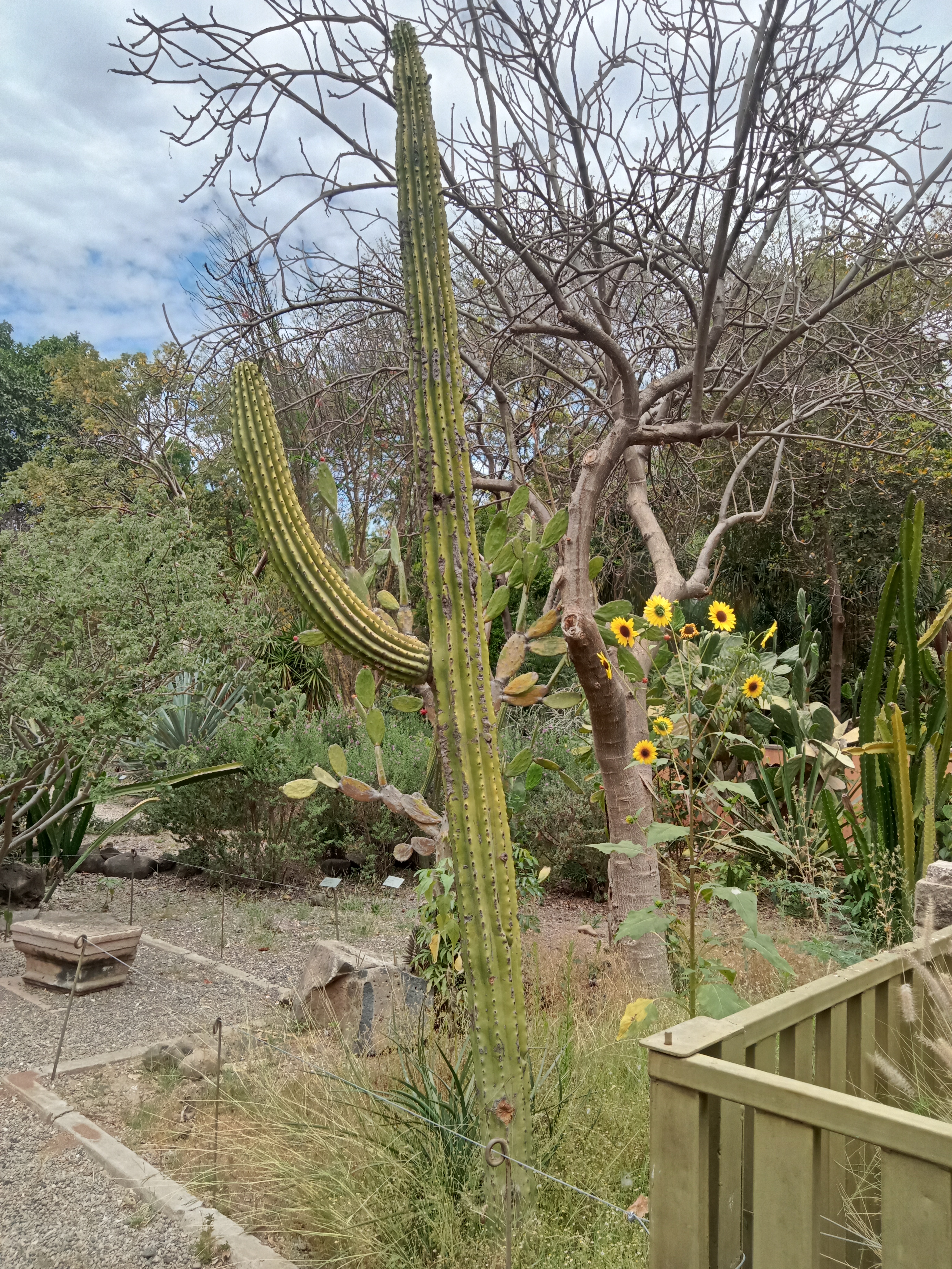 Jardín botánico, Culiacán.