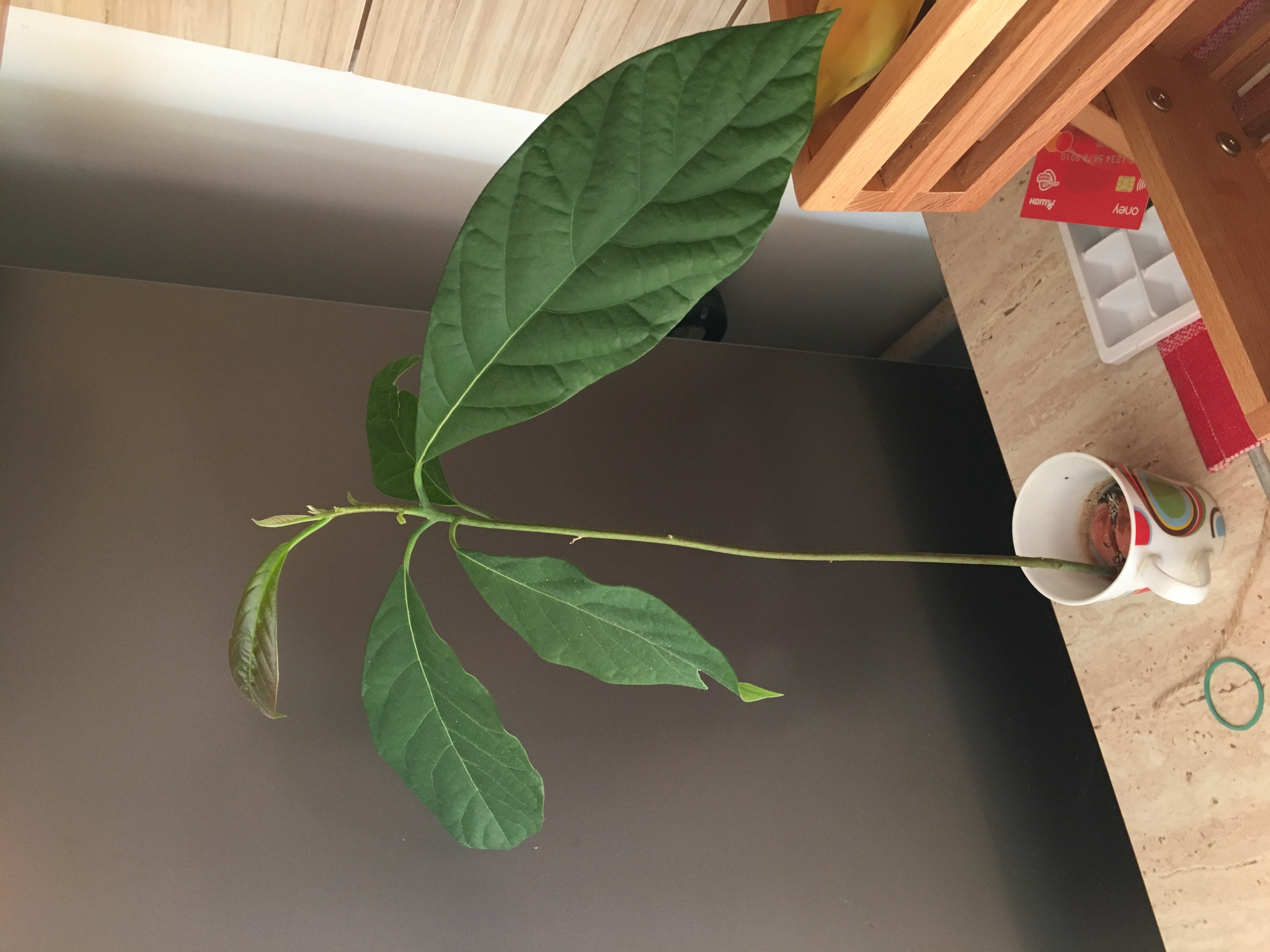 plant