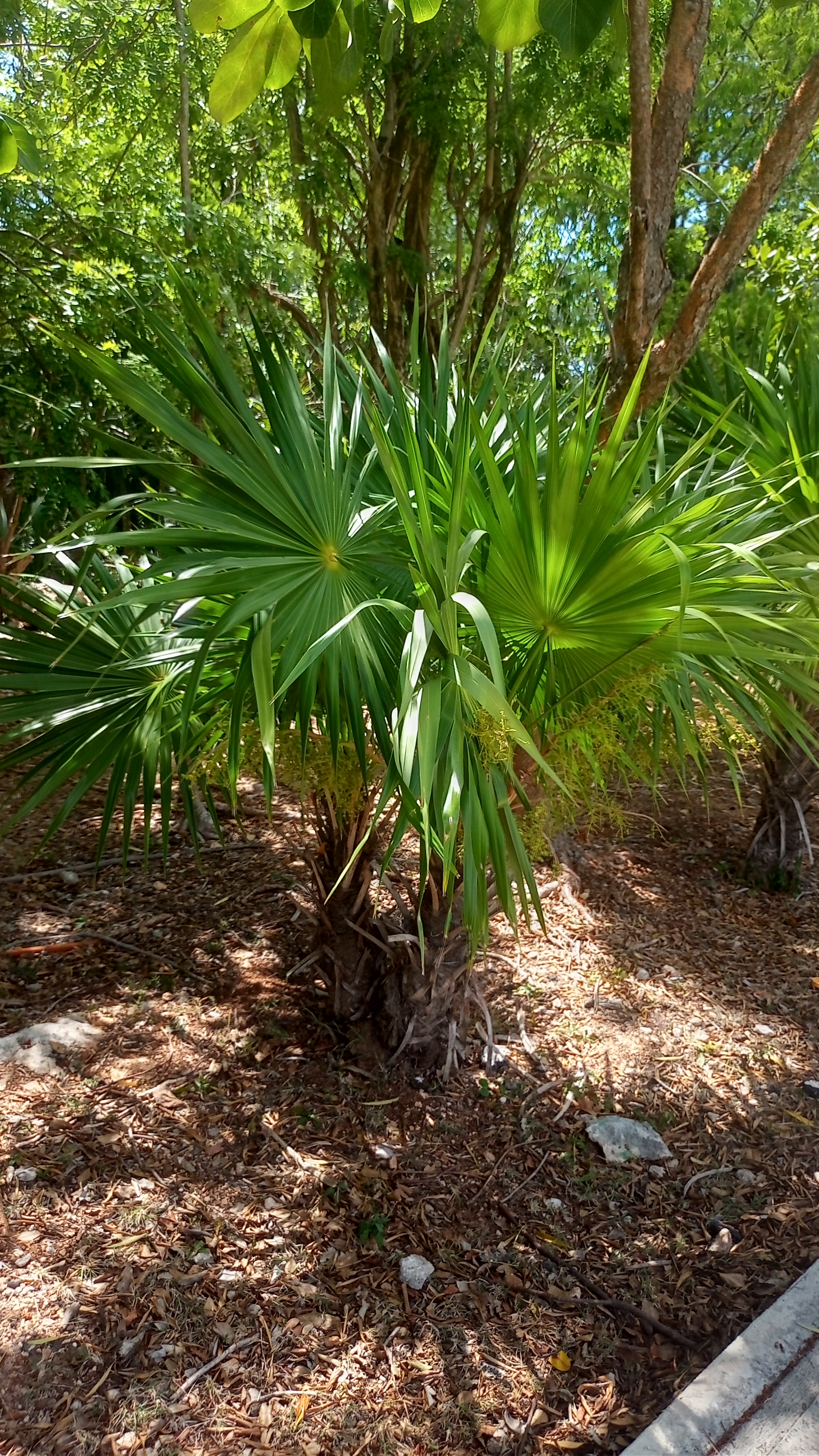 Palmeras Cuatas