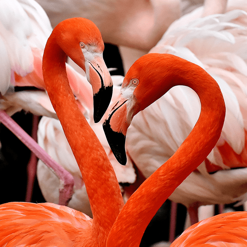 Loving flamingos