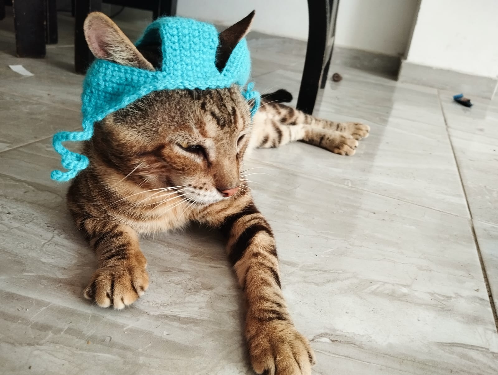 Gato gorron