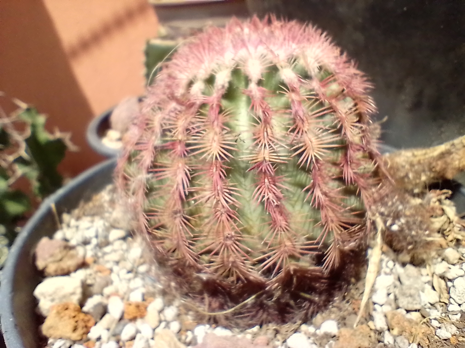 Cactus Rosa