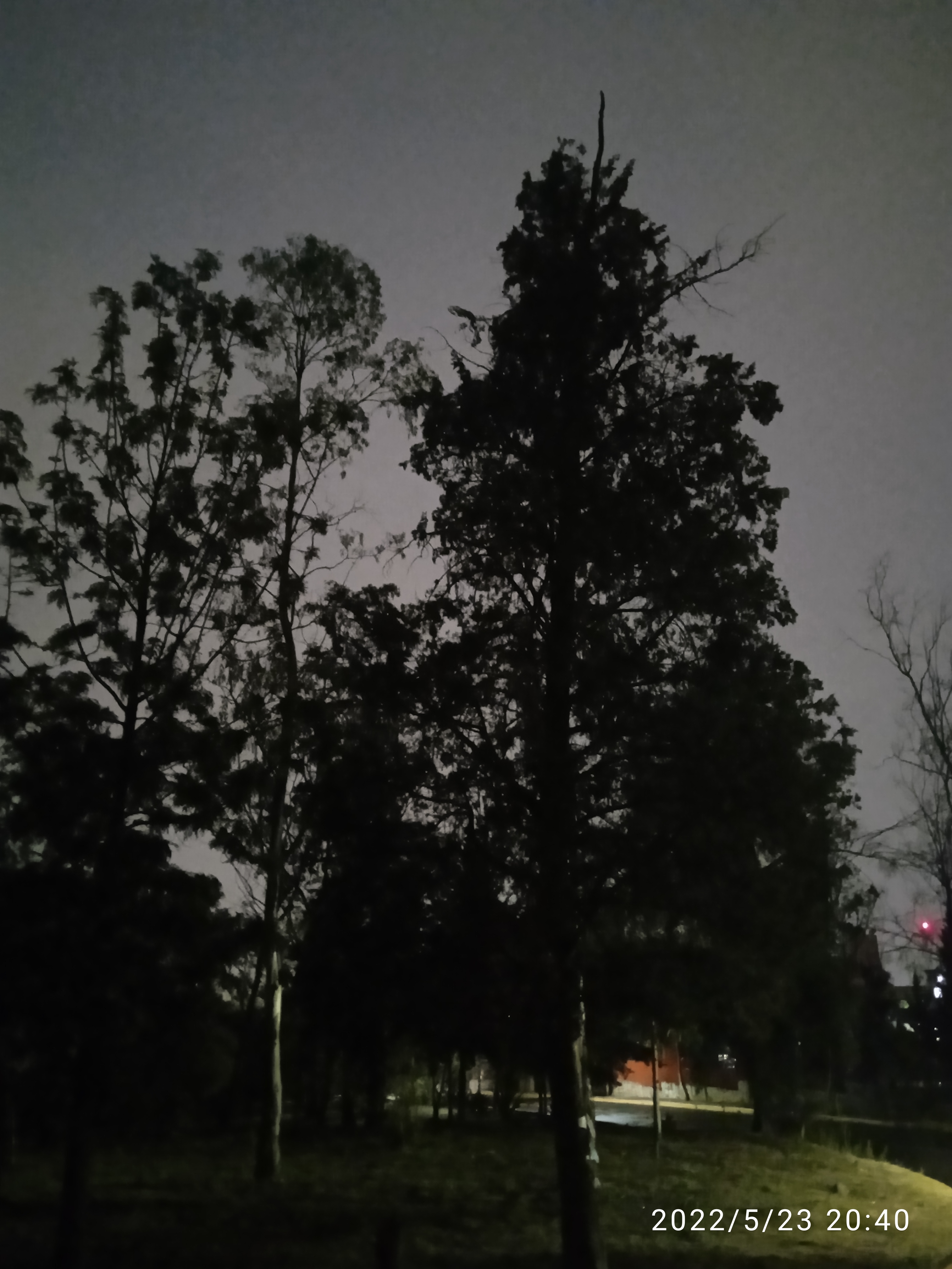 Oscuridad en el bosque.