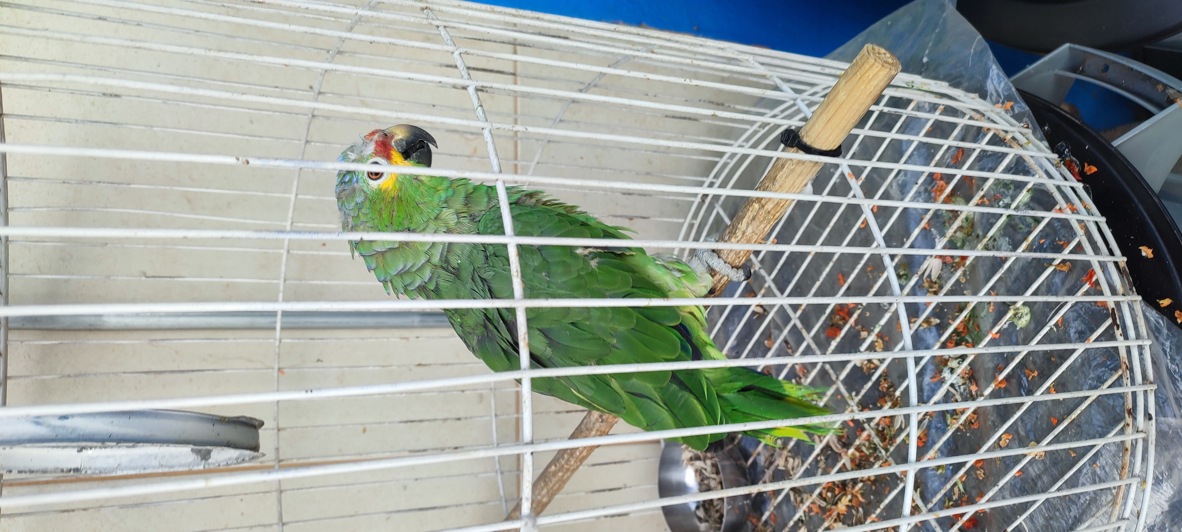 Periquito