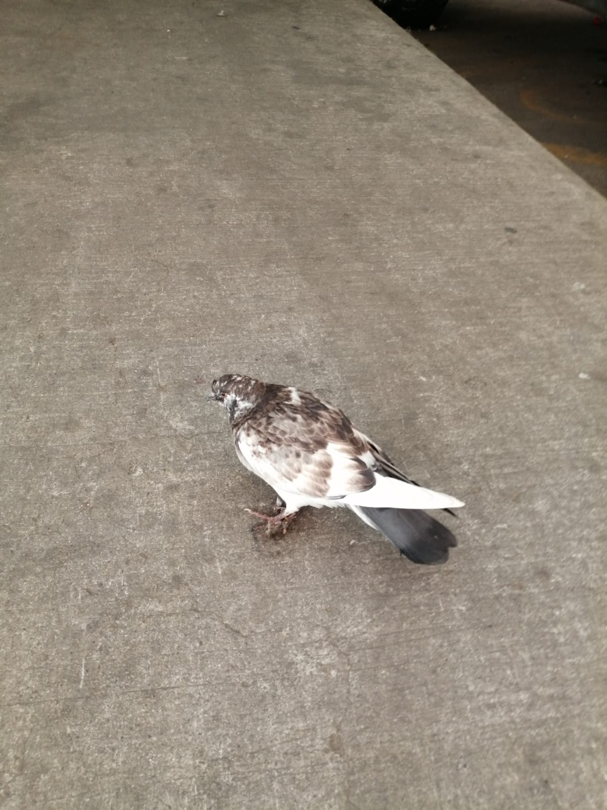 Bird