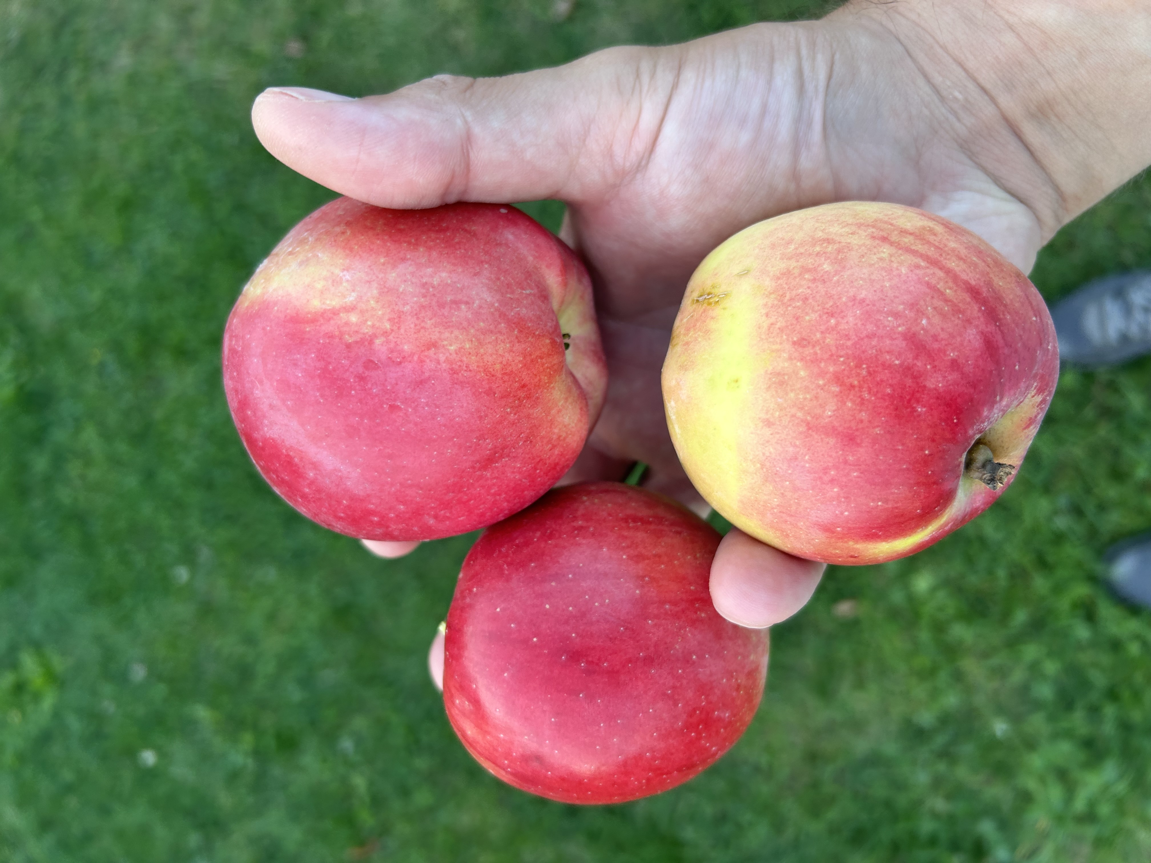 Apples from my garden