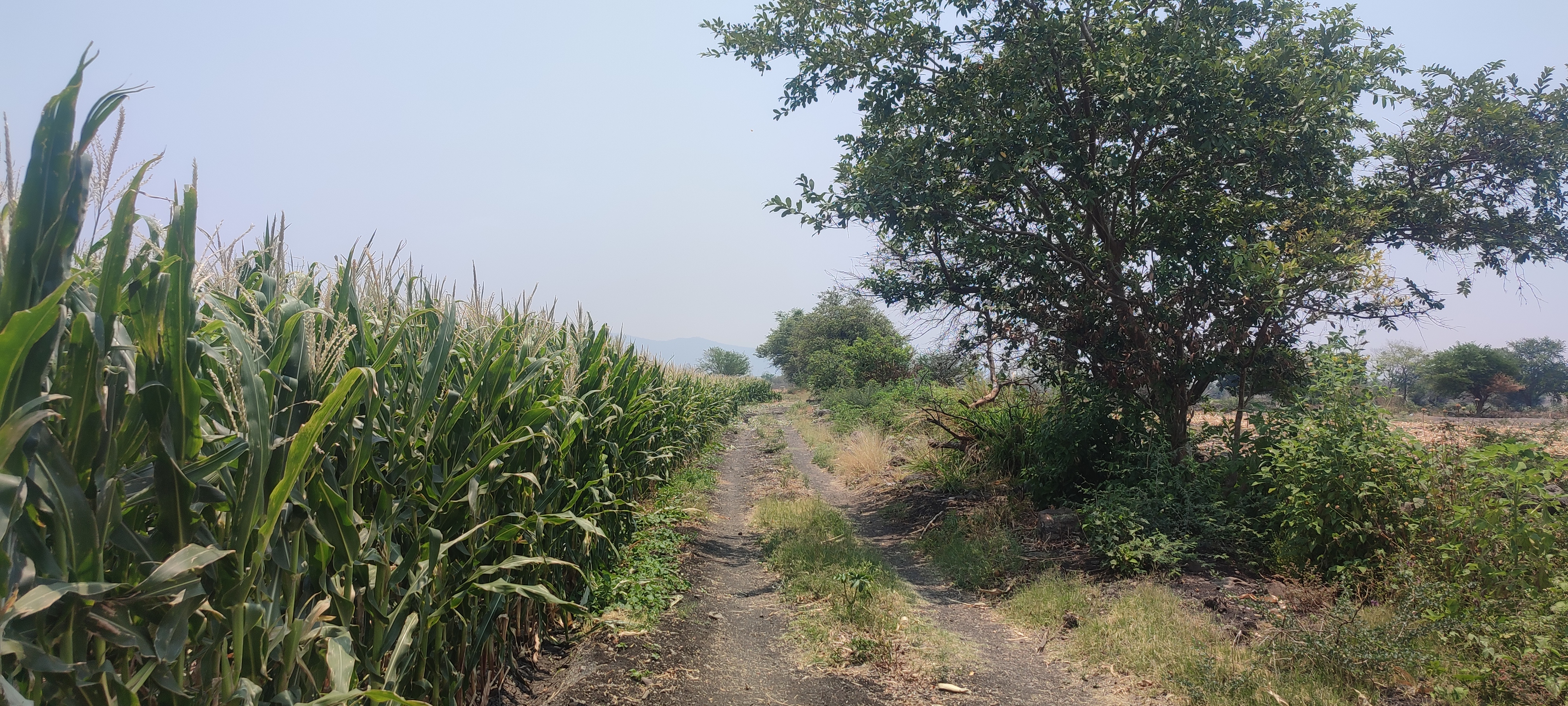 Camino alcampo