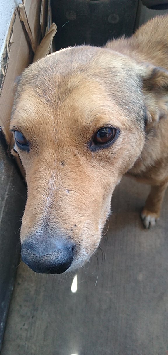 Canelo