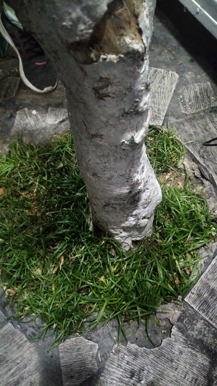 Árbol