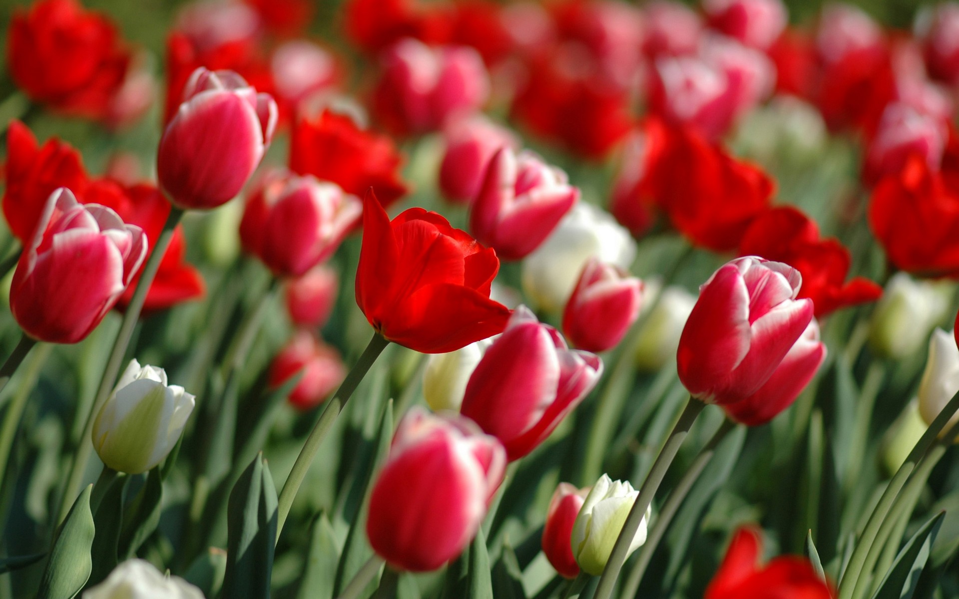 Flores