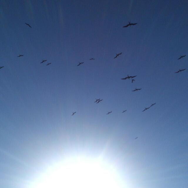 Gaviotas