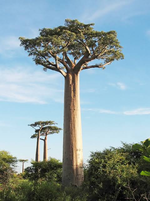 Boabab Tree