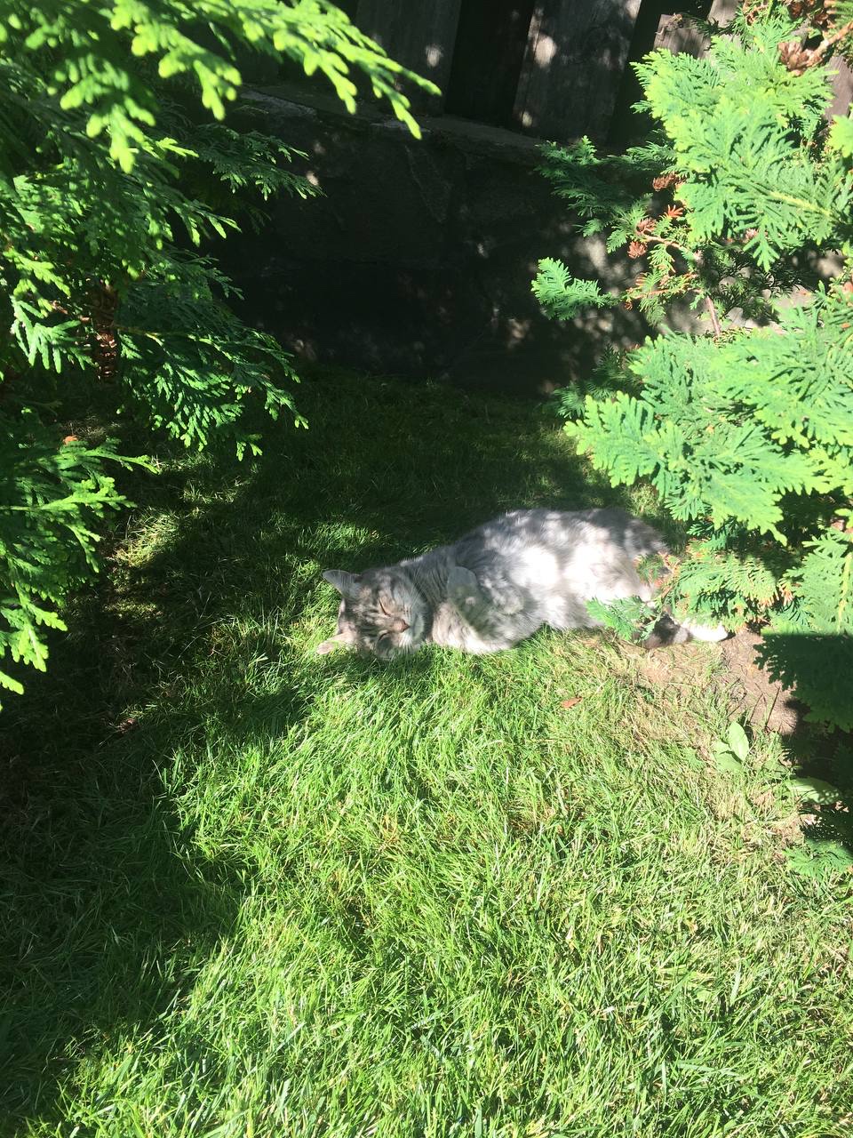 Treecat