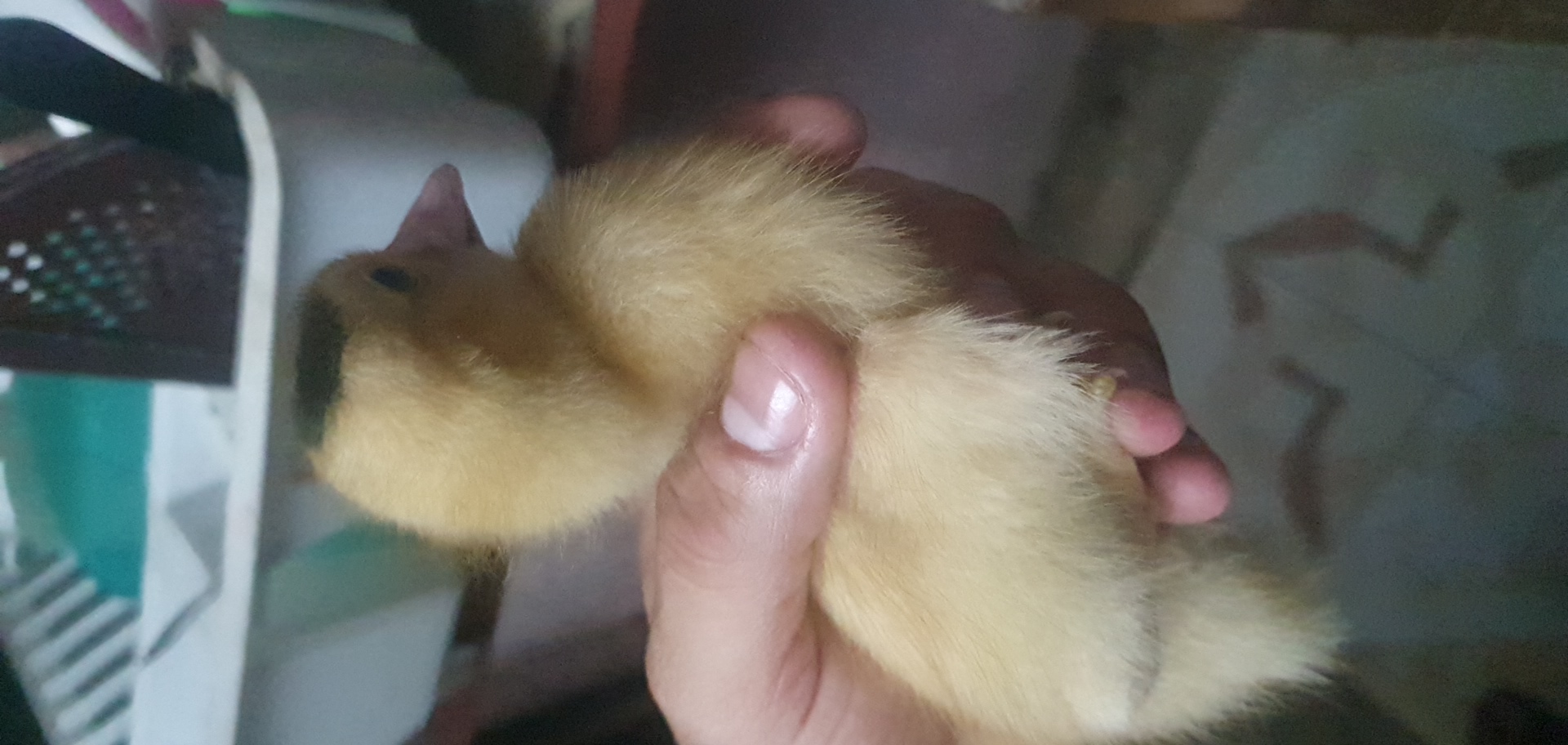 Un pato