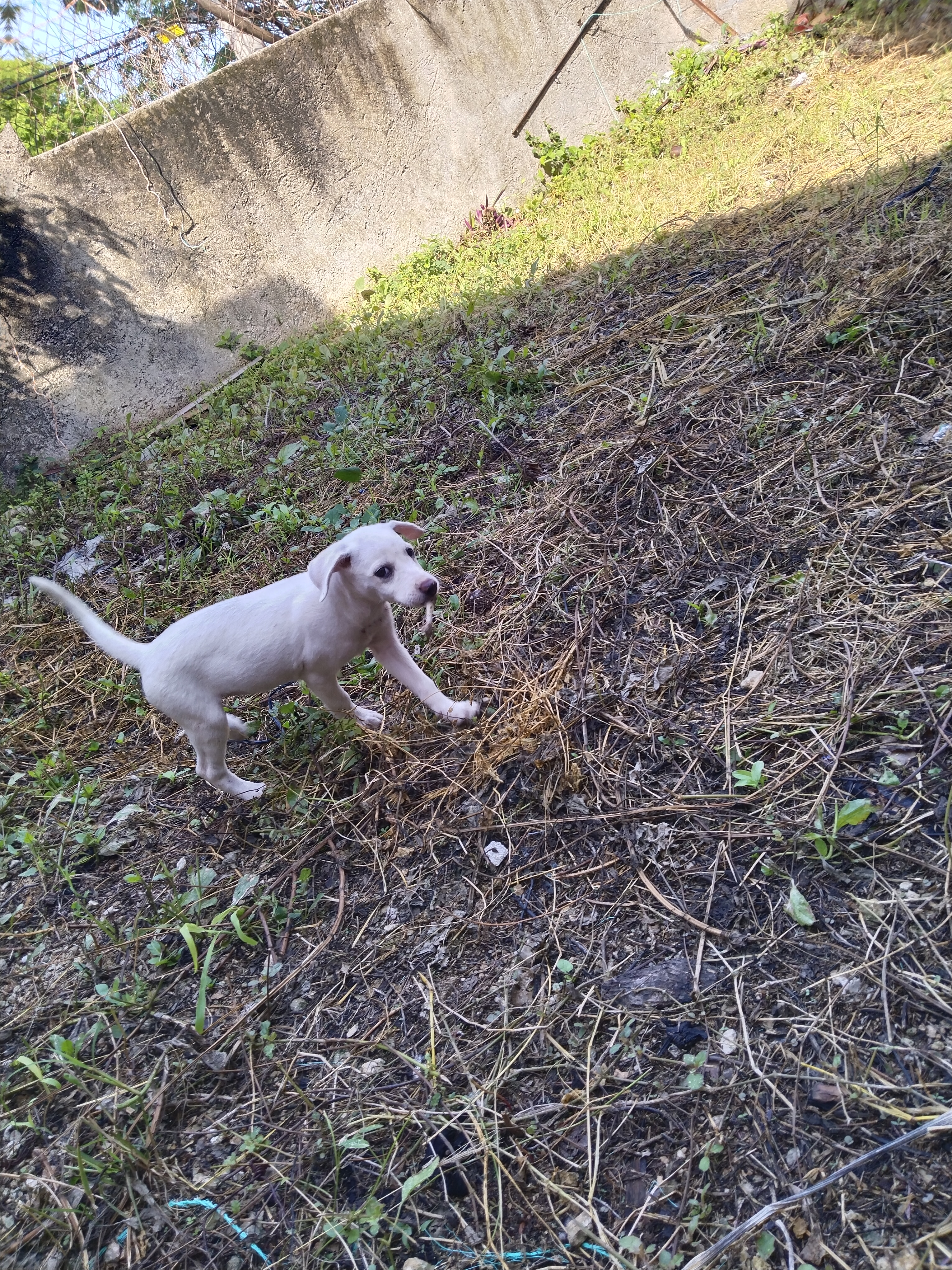 La cachorra chikis