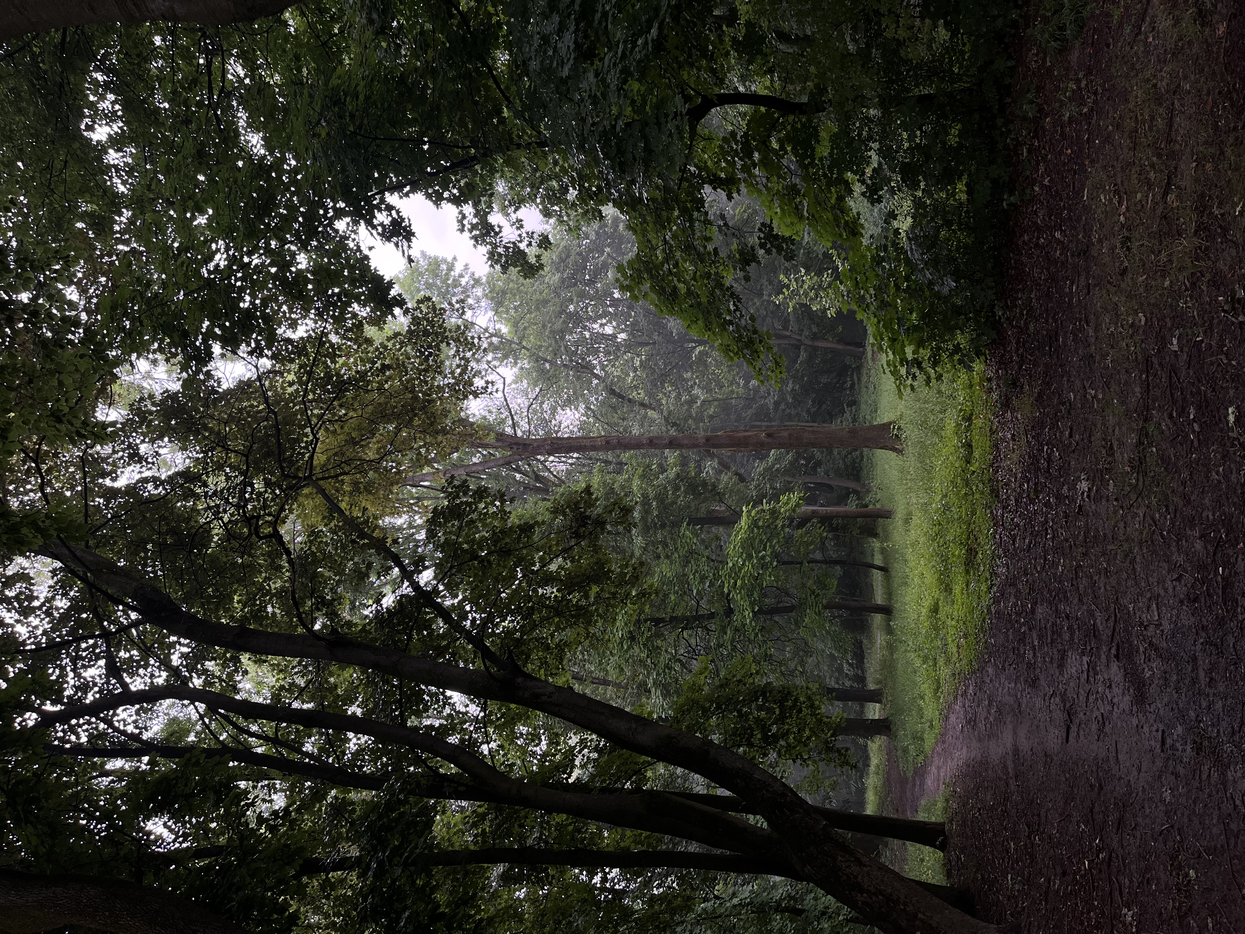 Woodland