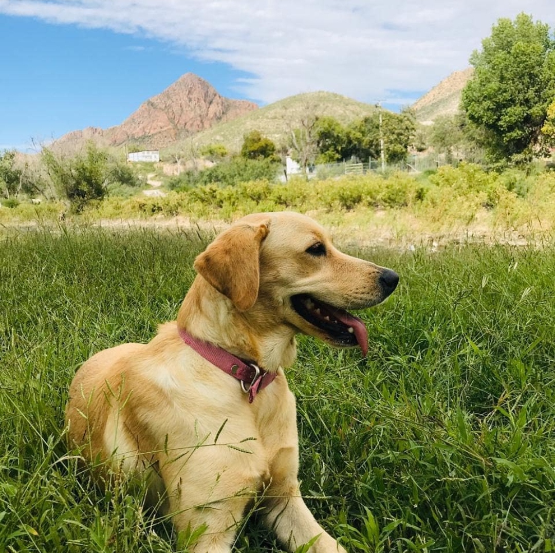Labrador