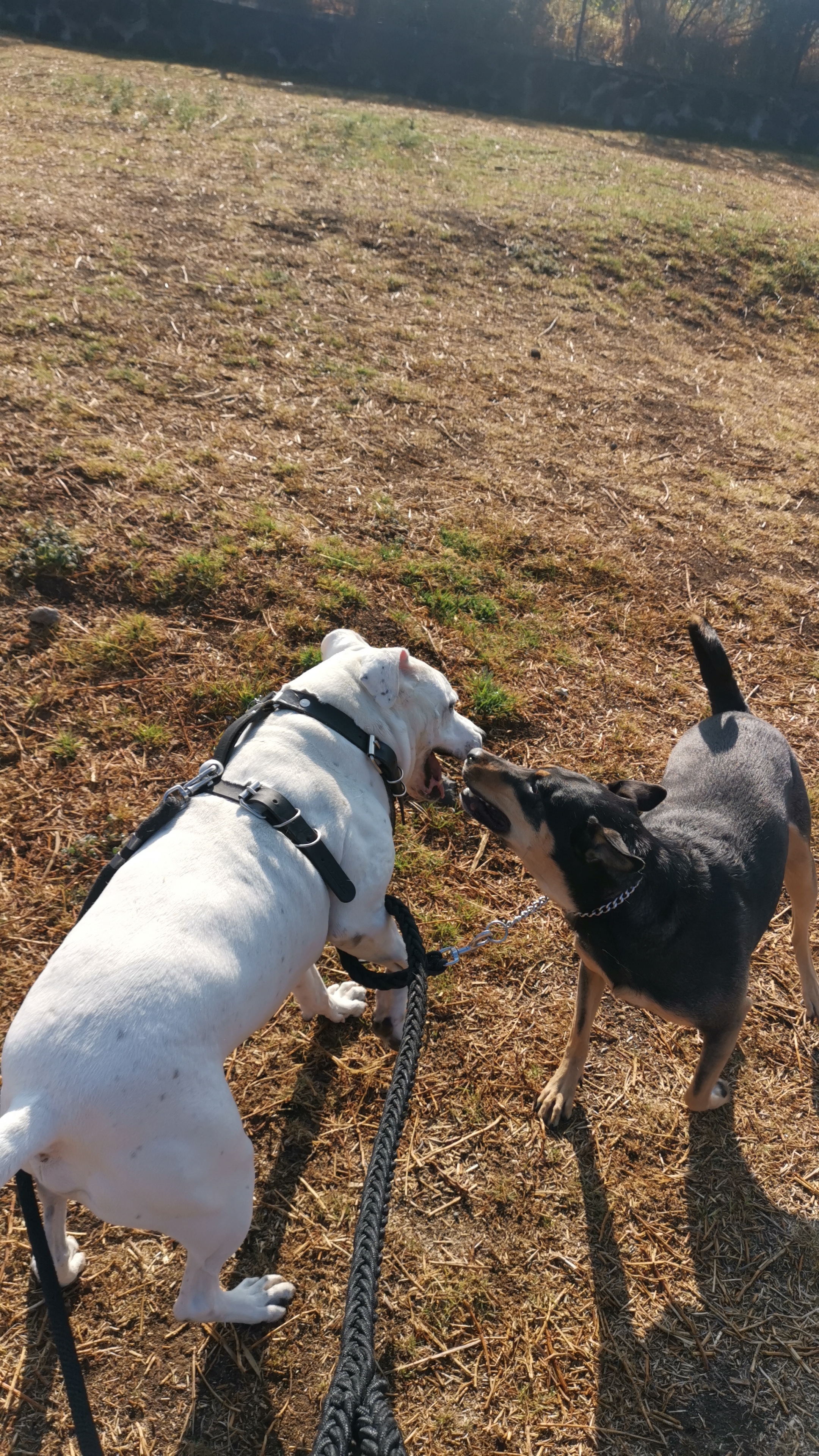 Amistad