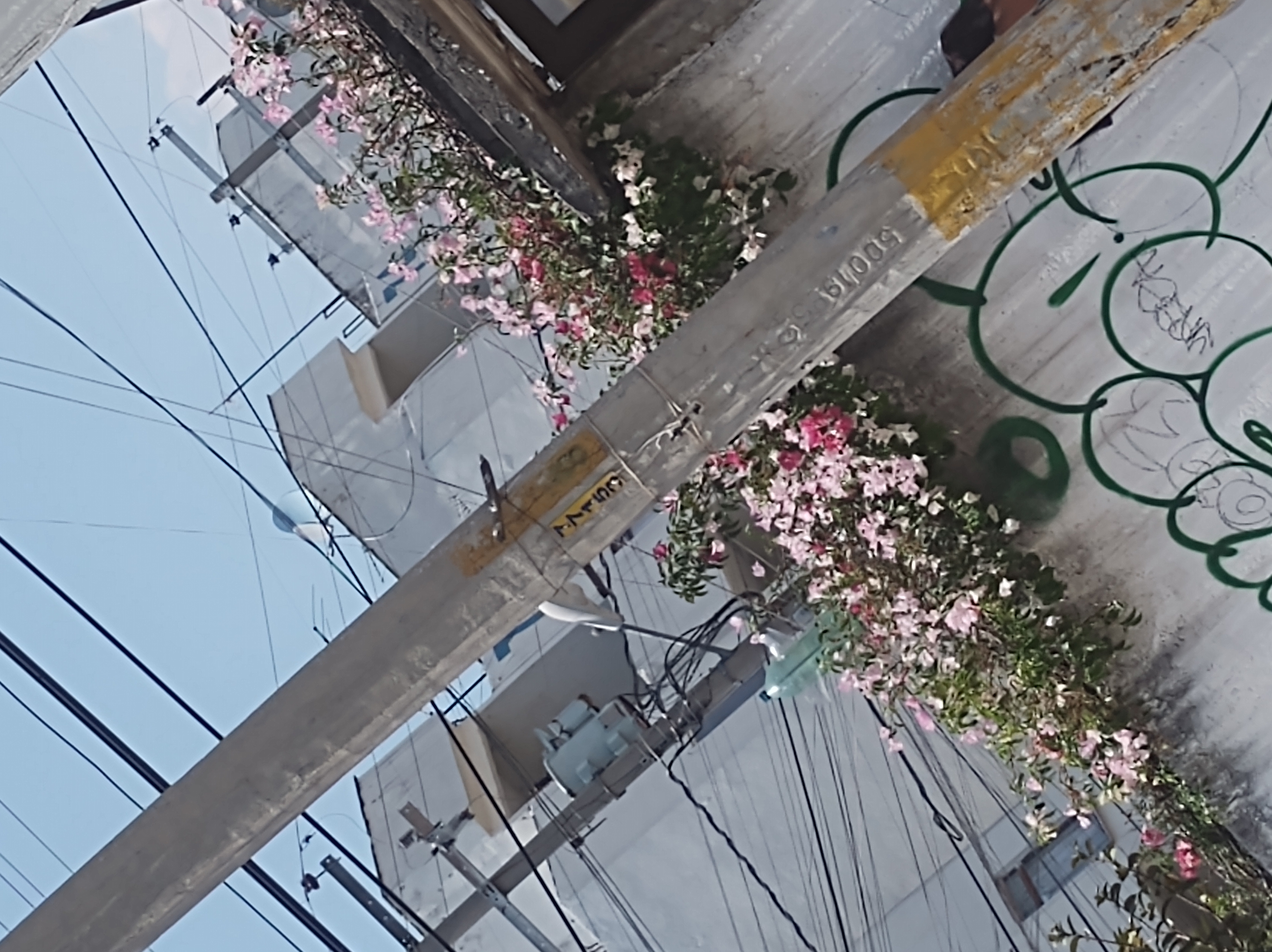 Flores
