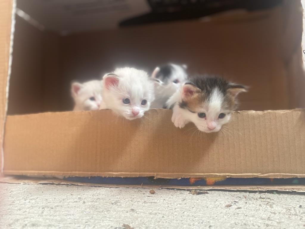 Bebes