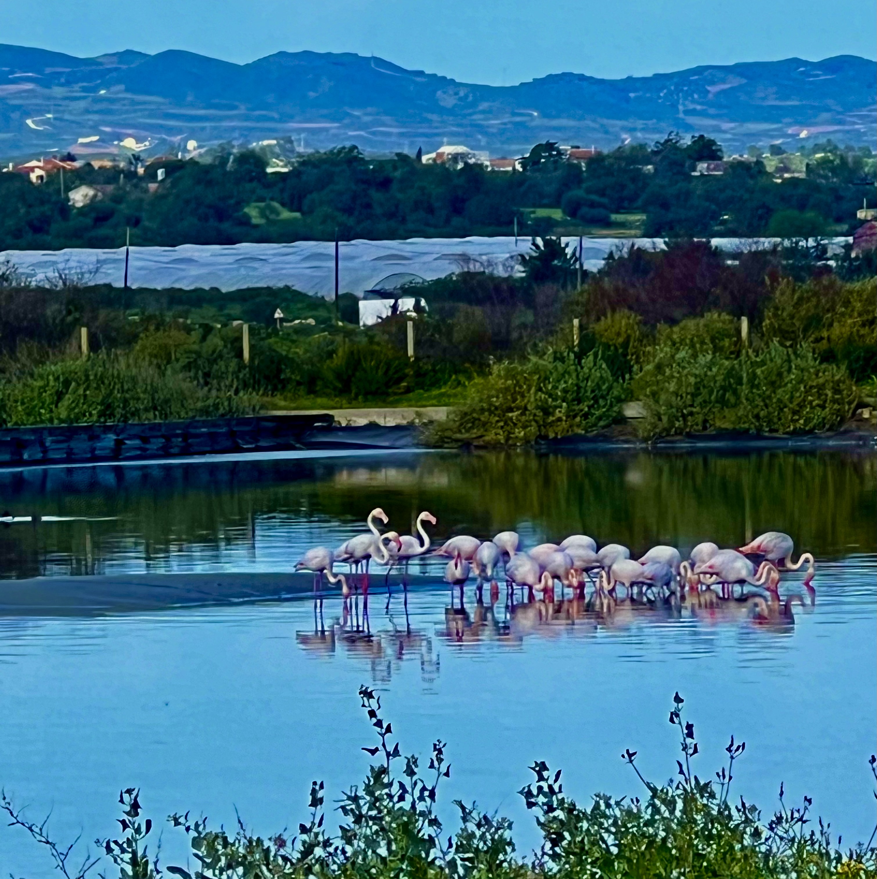 Flamingos