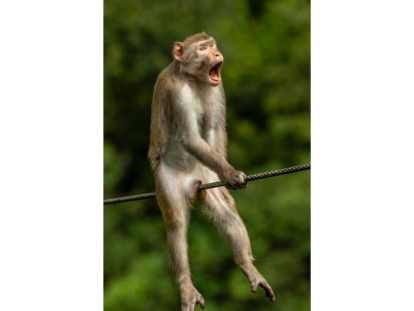Monkedolor