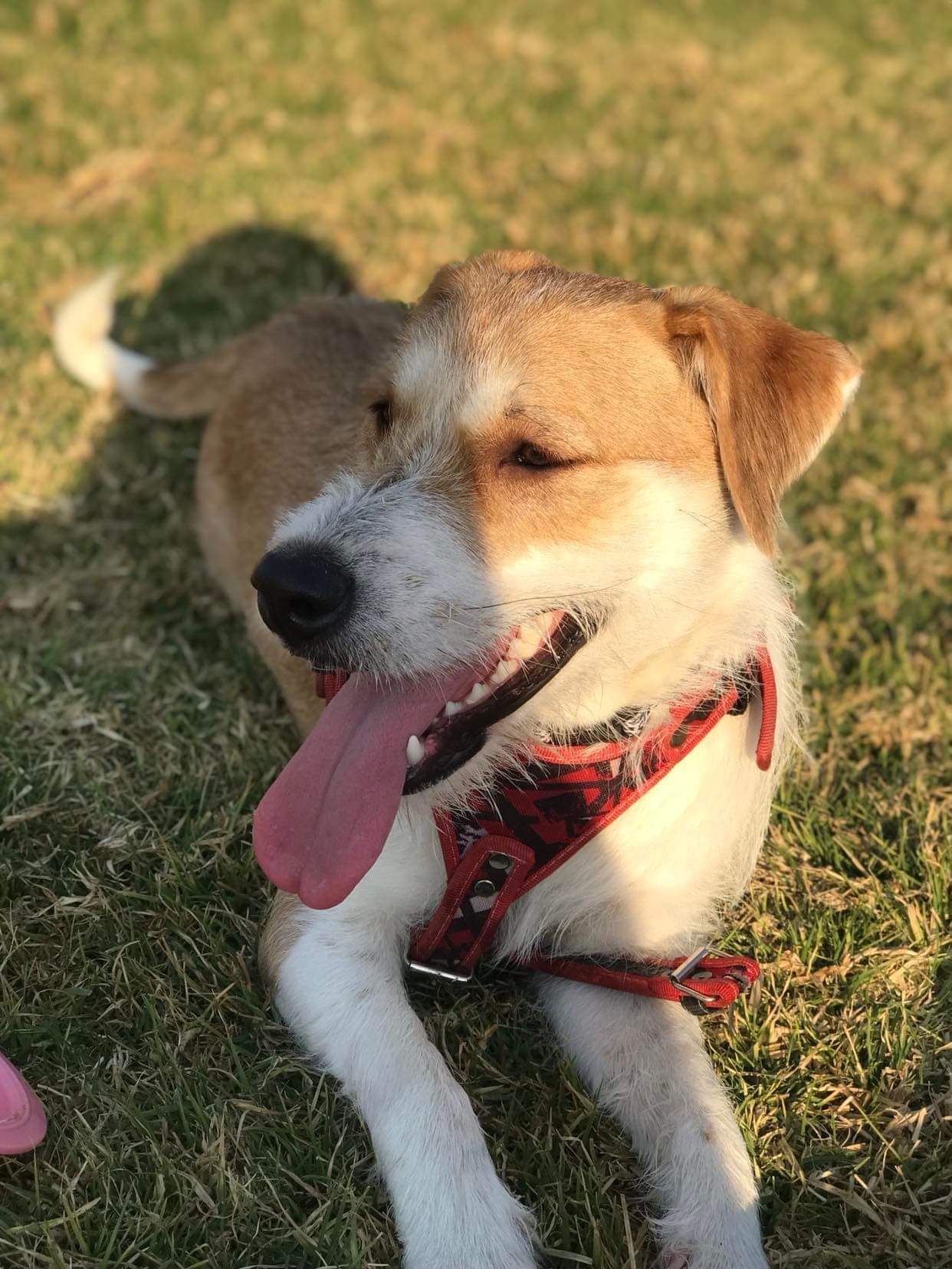 Mila Dog
