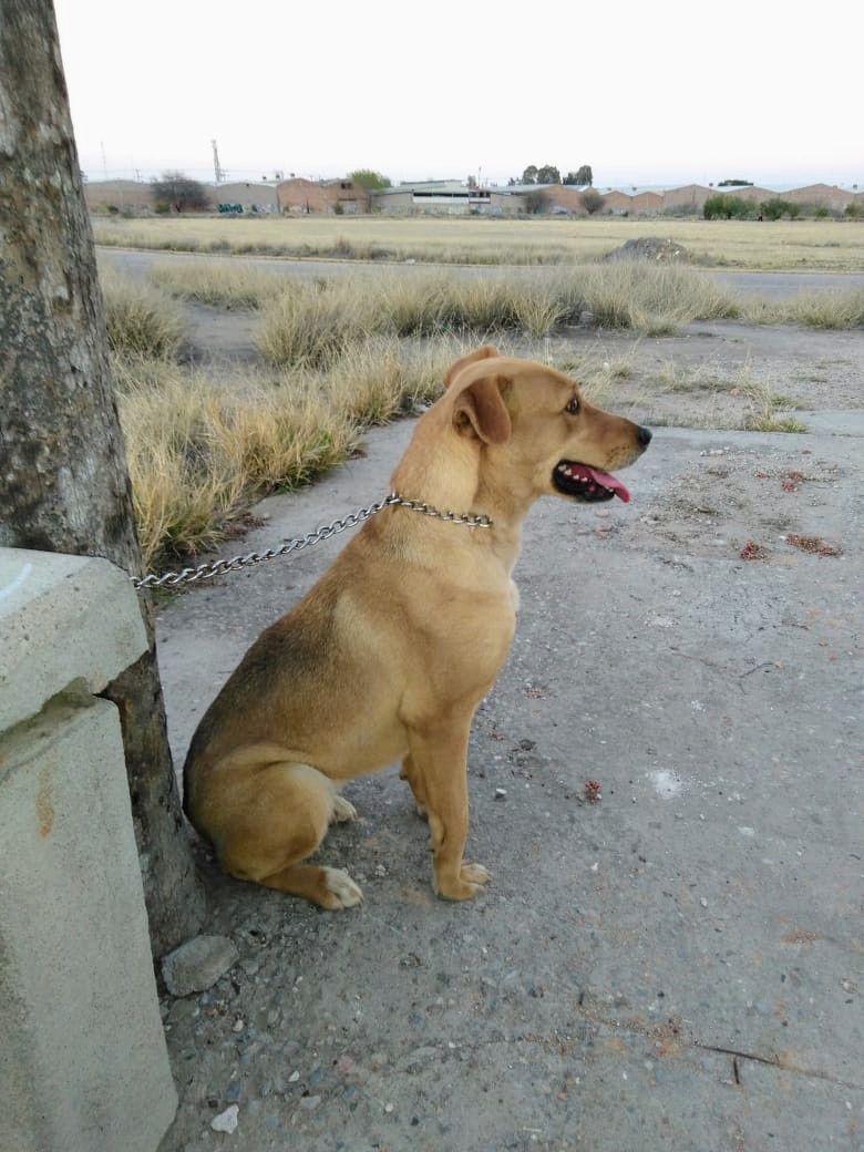 EL MEJOR AMIGO DE EL HOMBRE!!