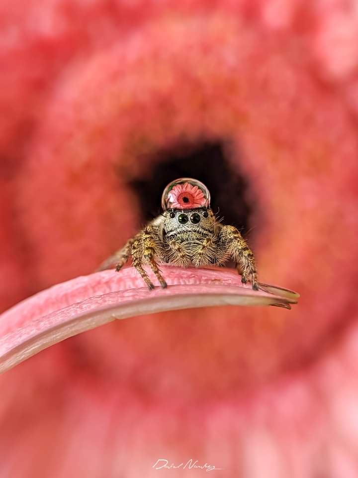 Araña saltarina