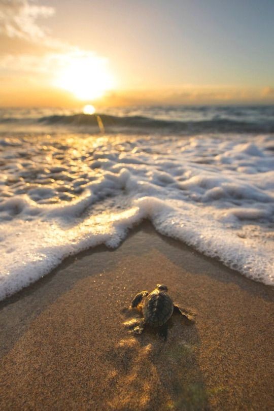 Tortuga de mar