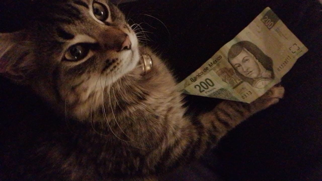 Gato fachero