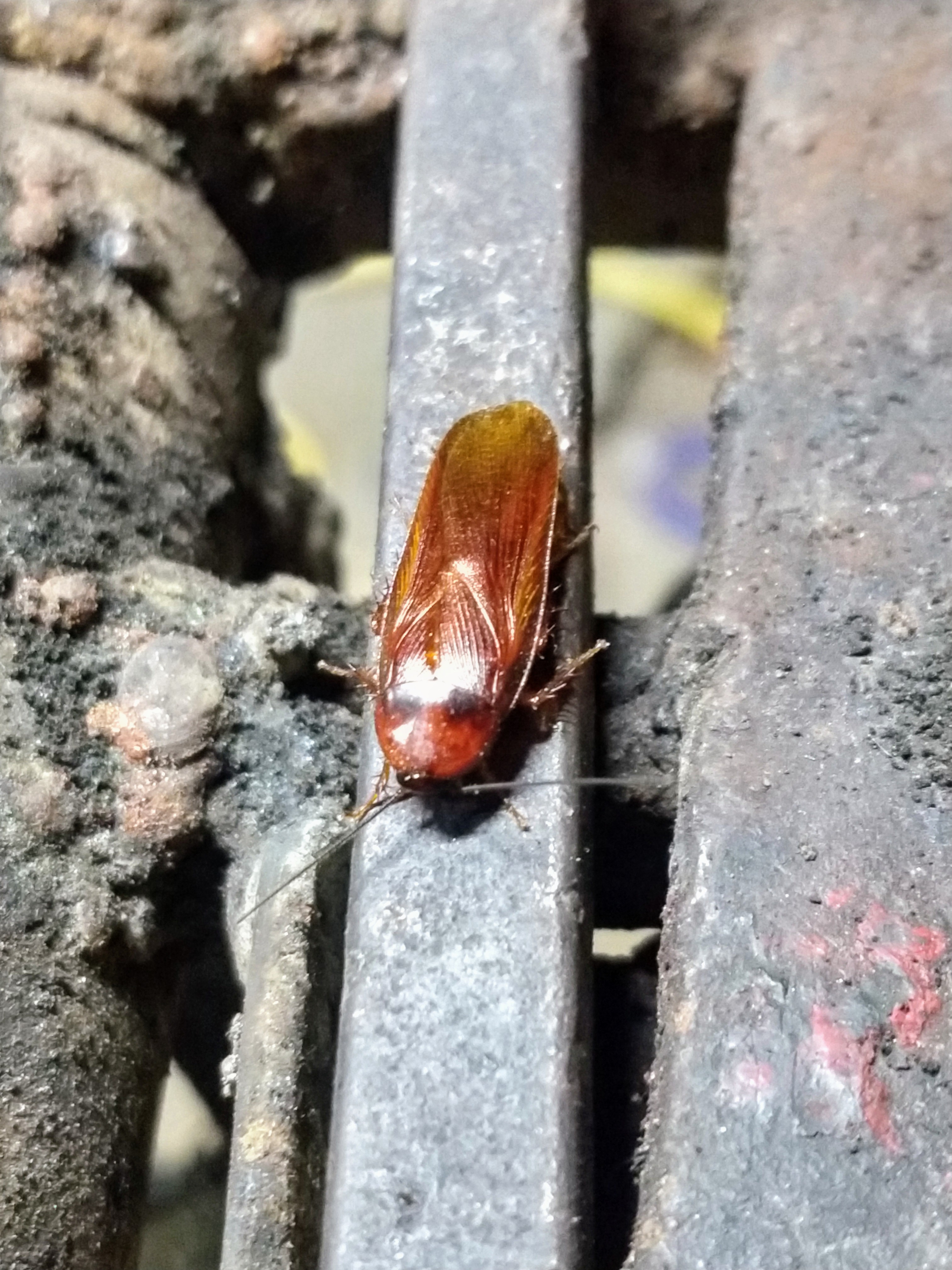 Little insect