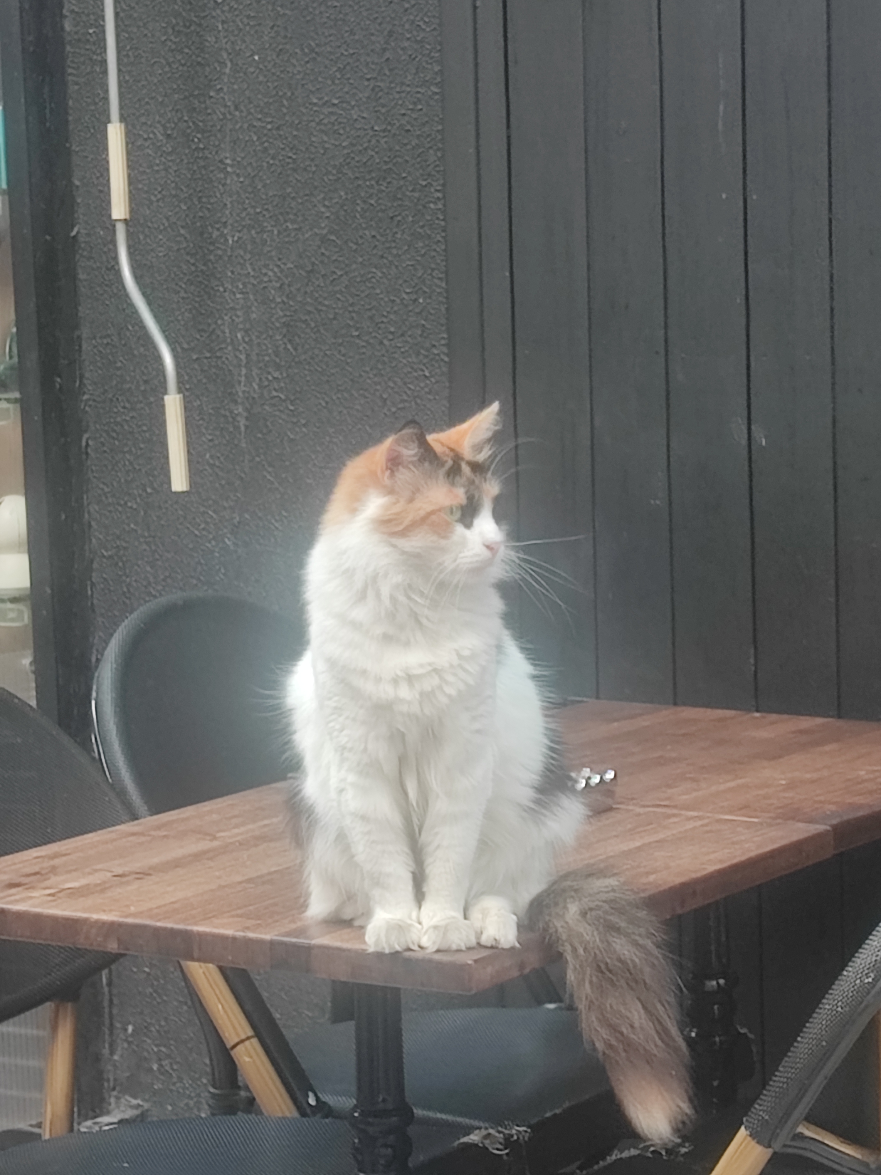 Cat Istanbul turkey
