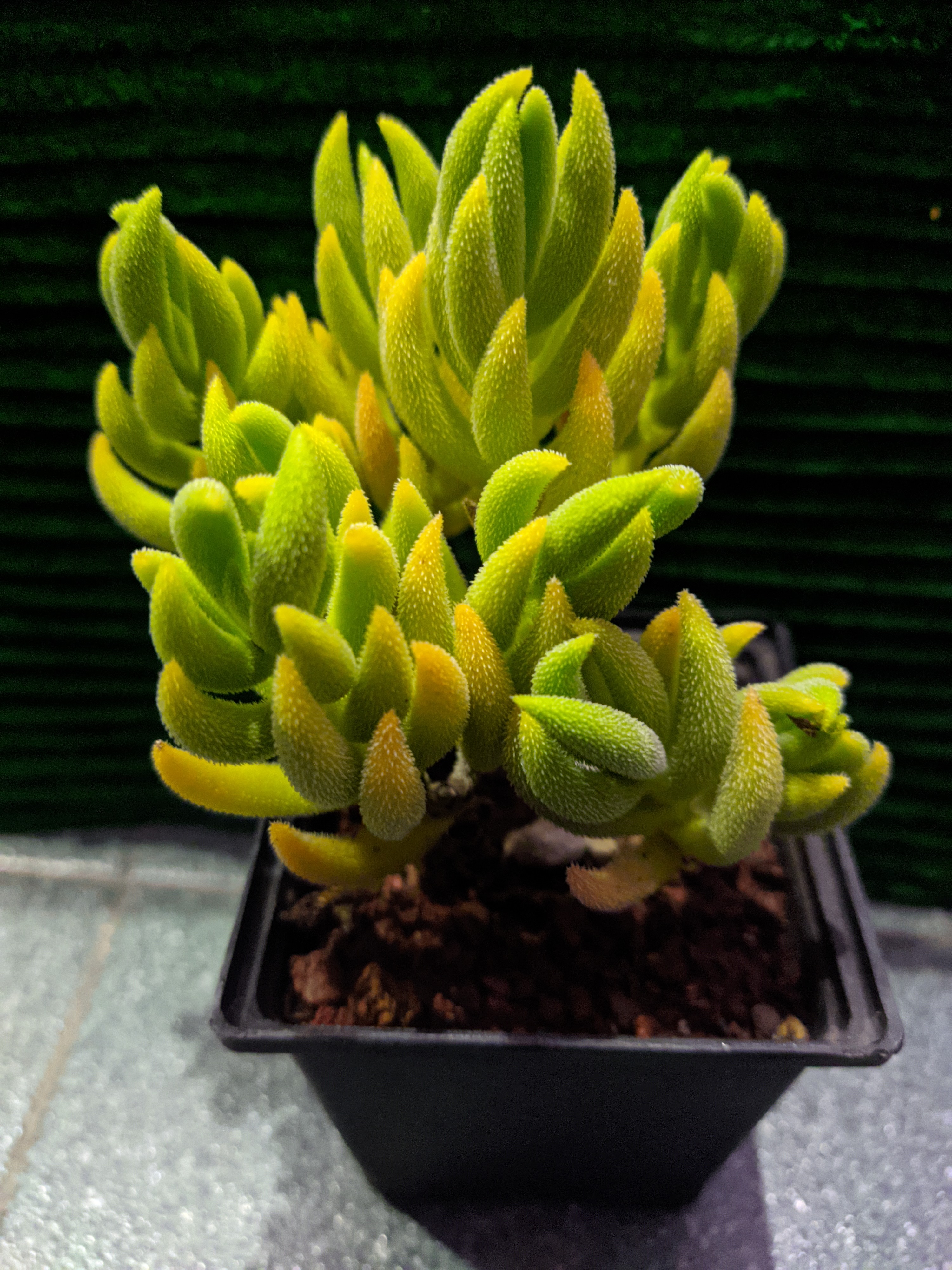 Crassula Mesembryanthemoides
