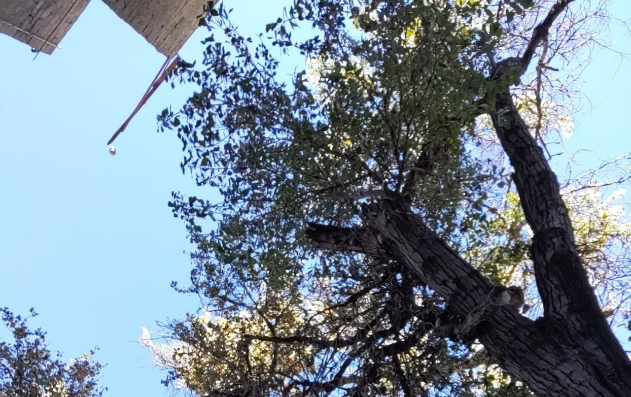 Un árbol desde el suelo