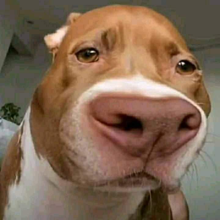 Perro enojado