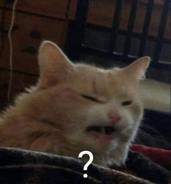 gato?