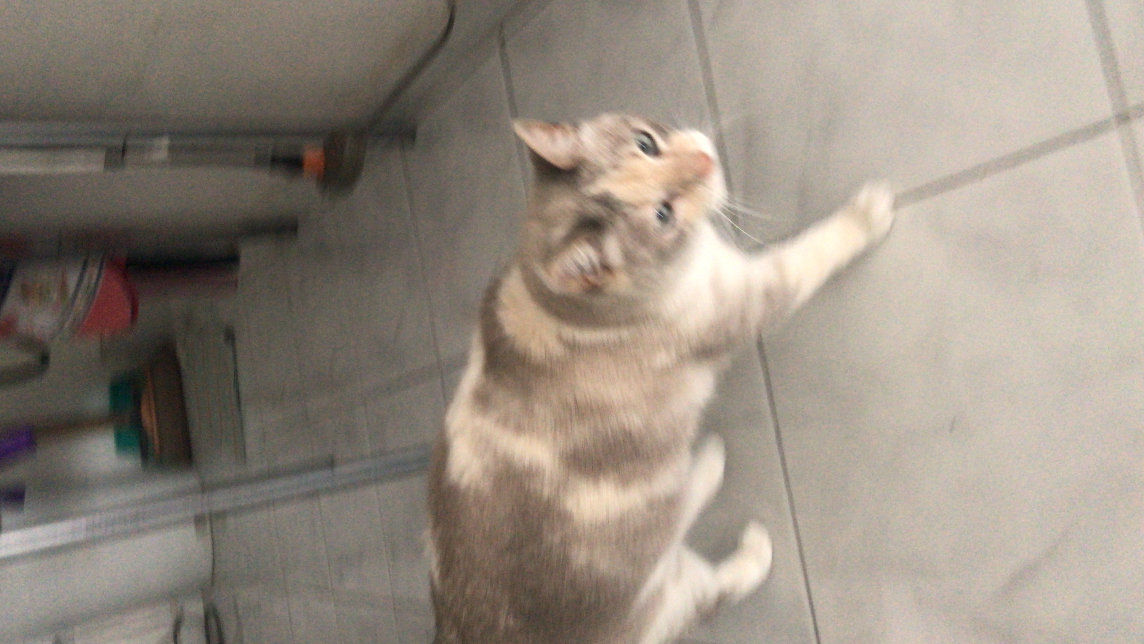 gatito asustado